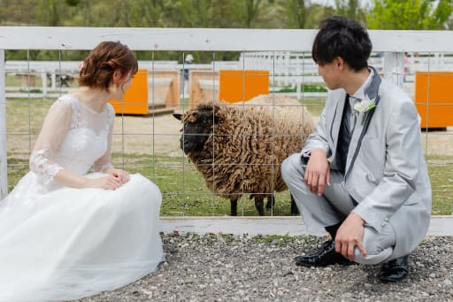 羊さんと一緒に