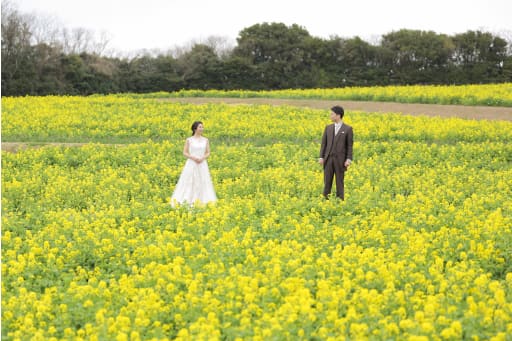 一面菜の花