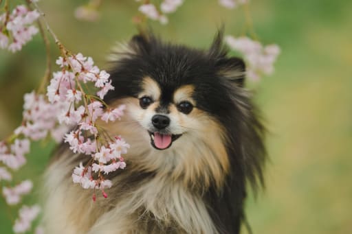 桜と一緒に