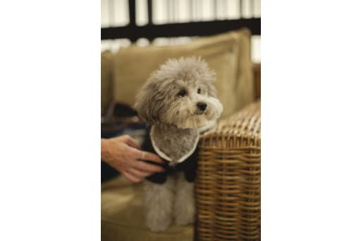 新郎新婦のお支度を待つわんこ