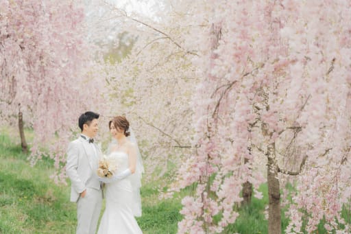 飯綱山公園の桜2