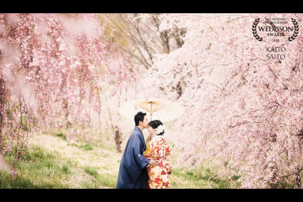 WEDISSON AWARD 73COLLECTION