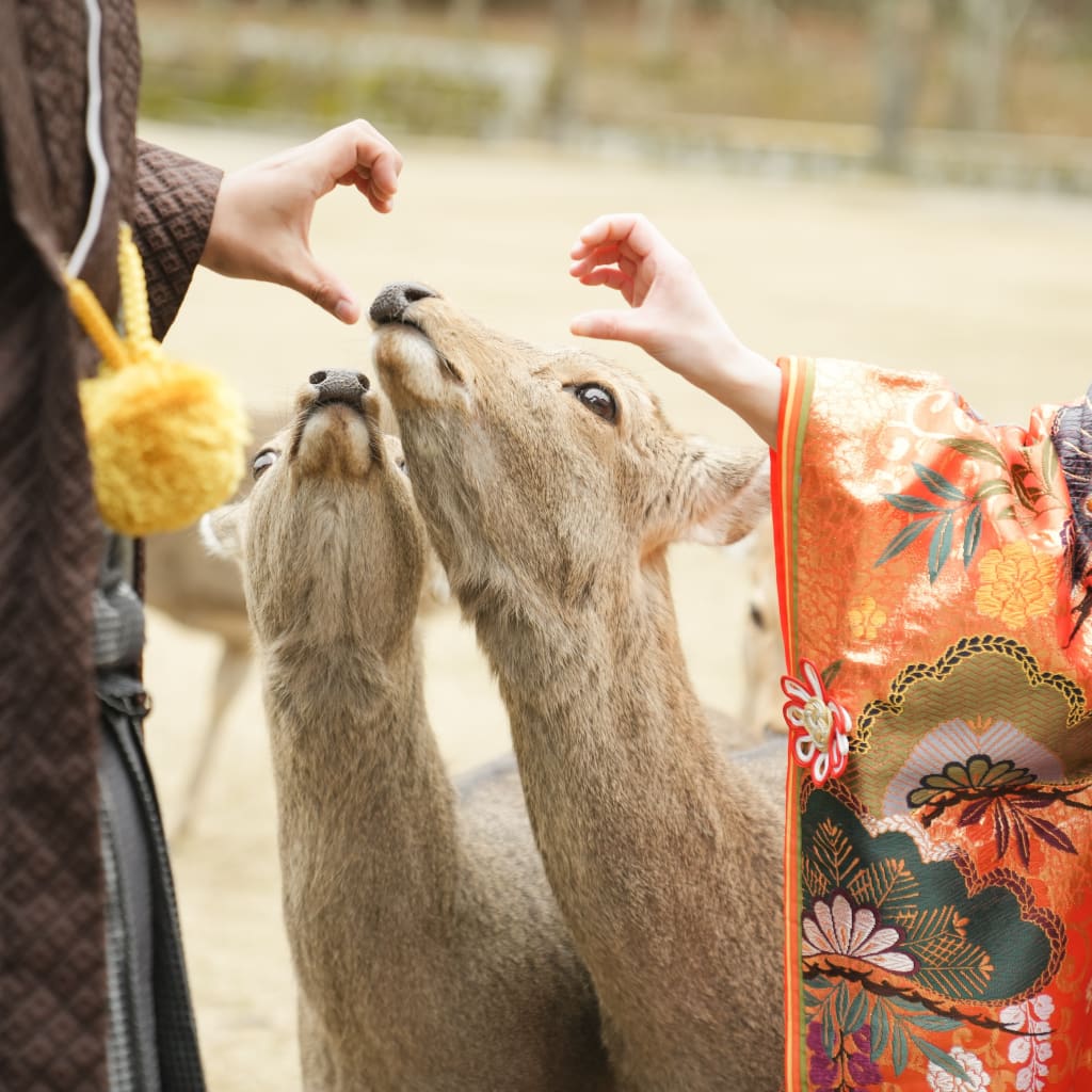 和装ロケーション撮影🦌