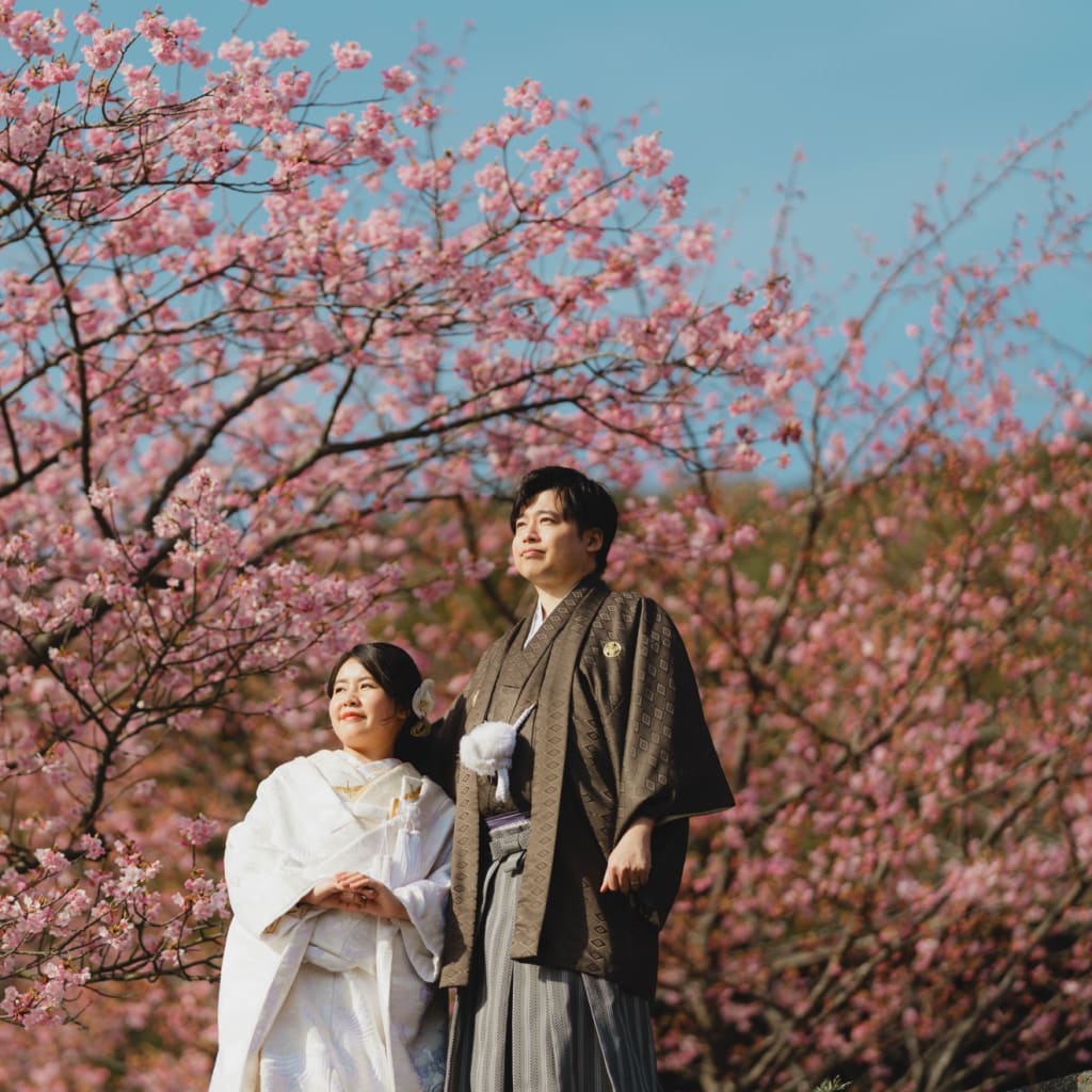 河津桜が綺麗に咲いています🌸