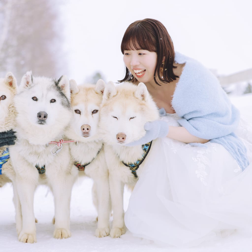 犬好きさん必見！もふもふハスキーちゃんと犬ぞり×ウエディングフォト！！