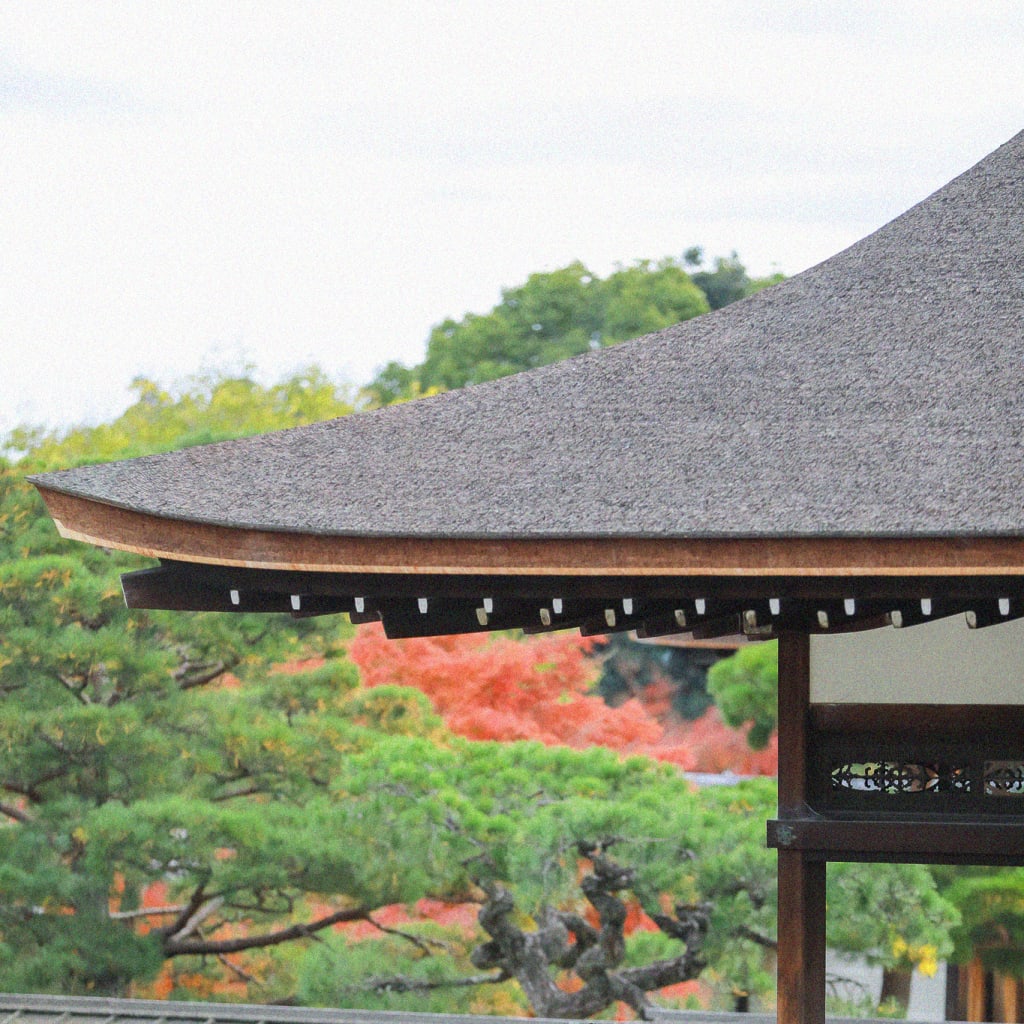 秋の仁和寺で満開の紅葉と一緒に