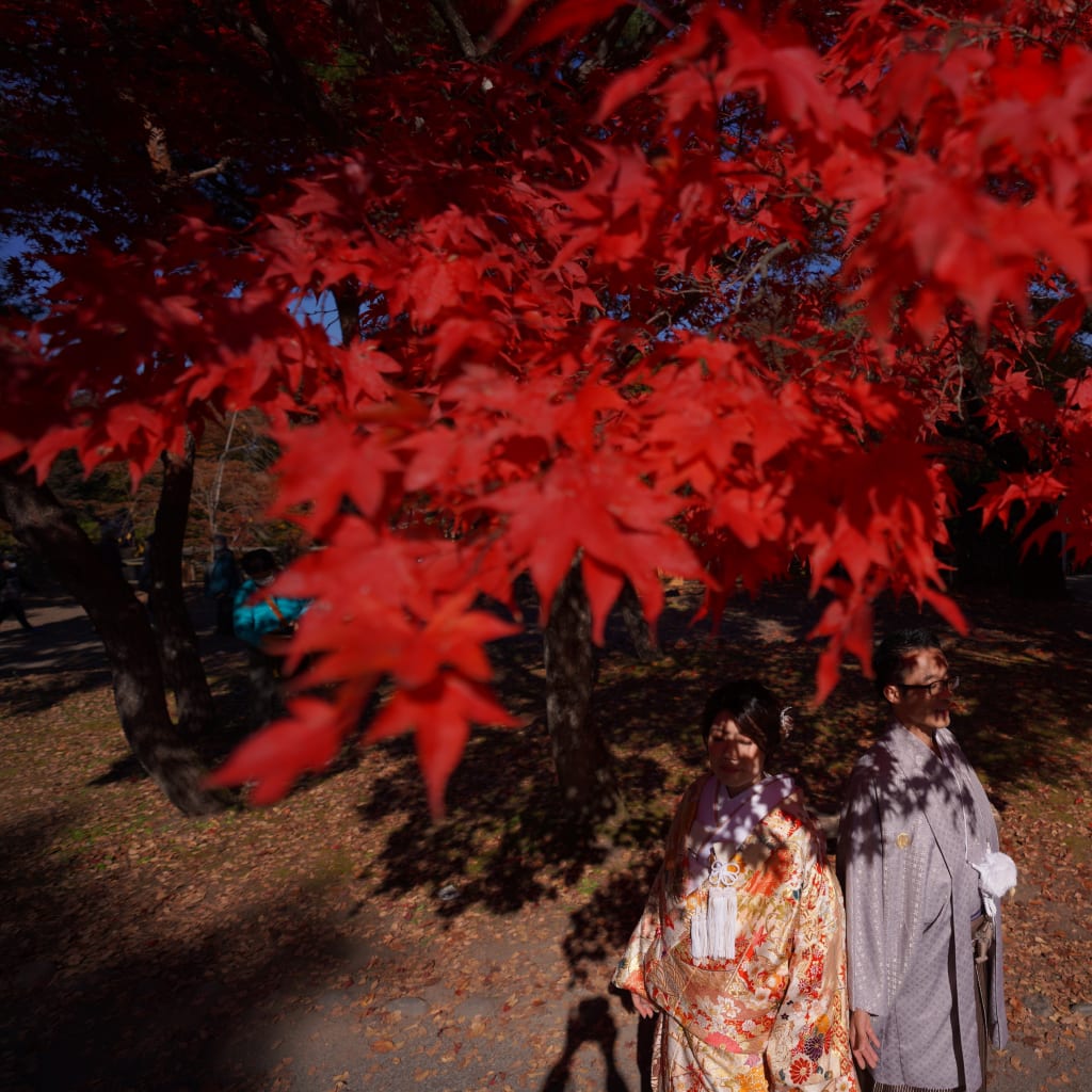 11月の紅葉