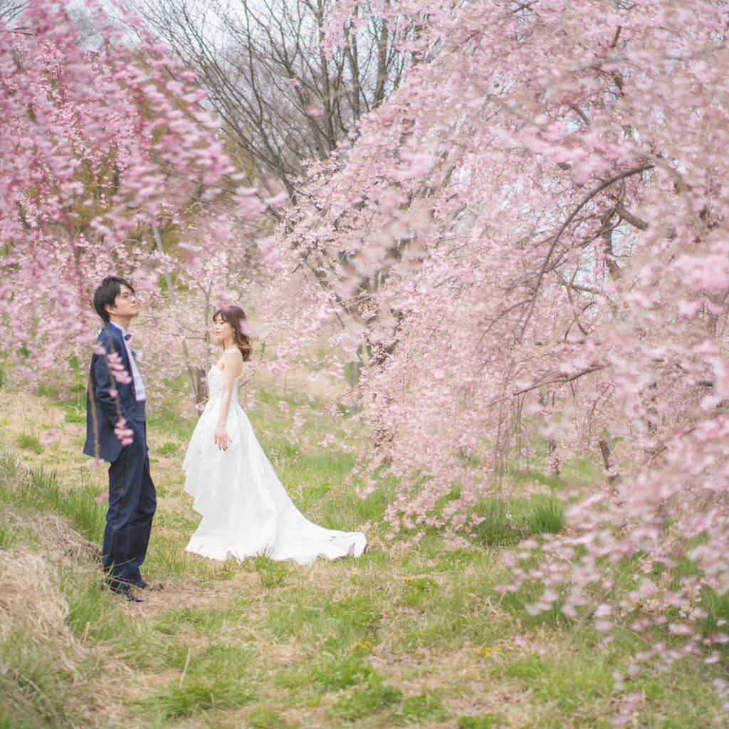 飯綱山公園が桜シーズンに人気の理由（今年のおすすめ時期）