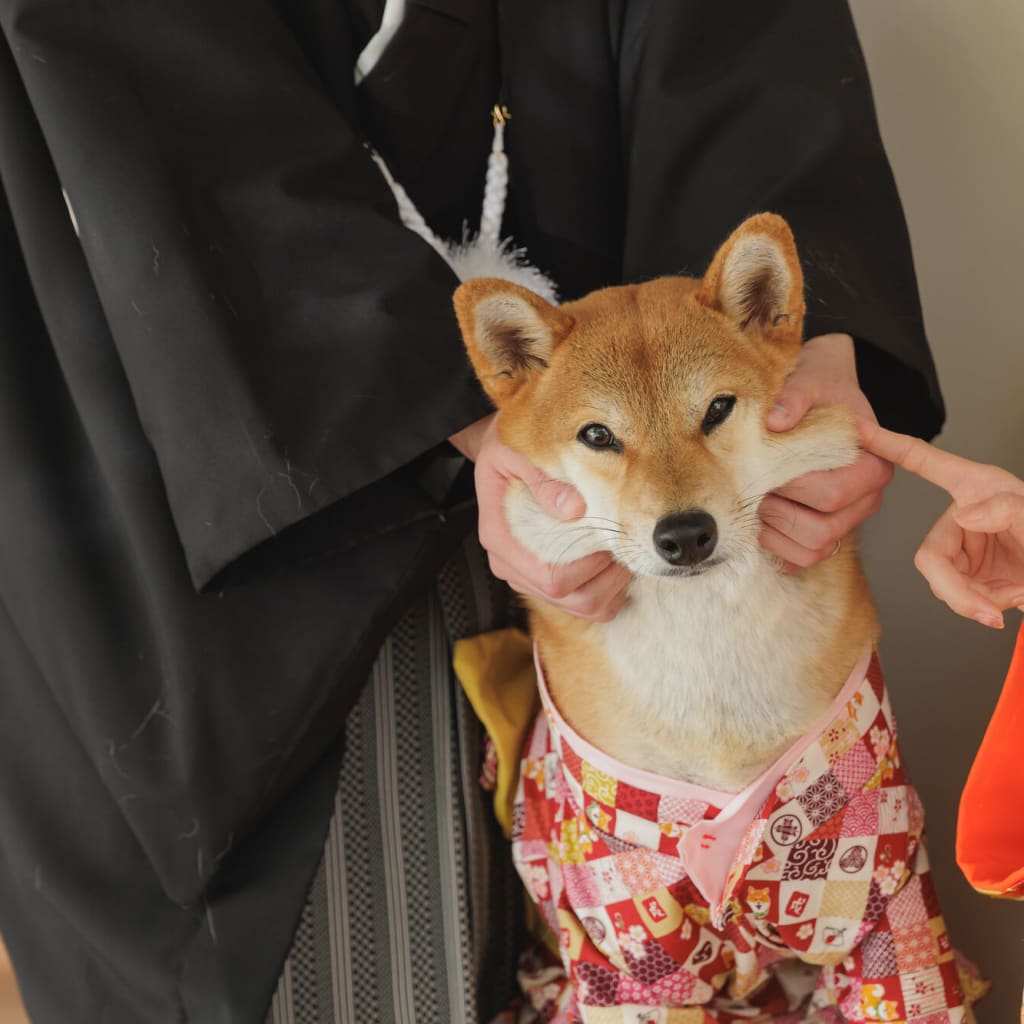 わんこといっしょ♪【和装 屋内庭園スタジオ＋プチロケ】