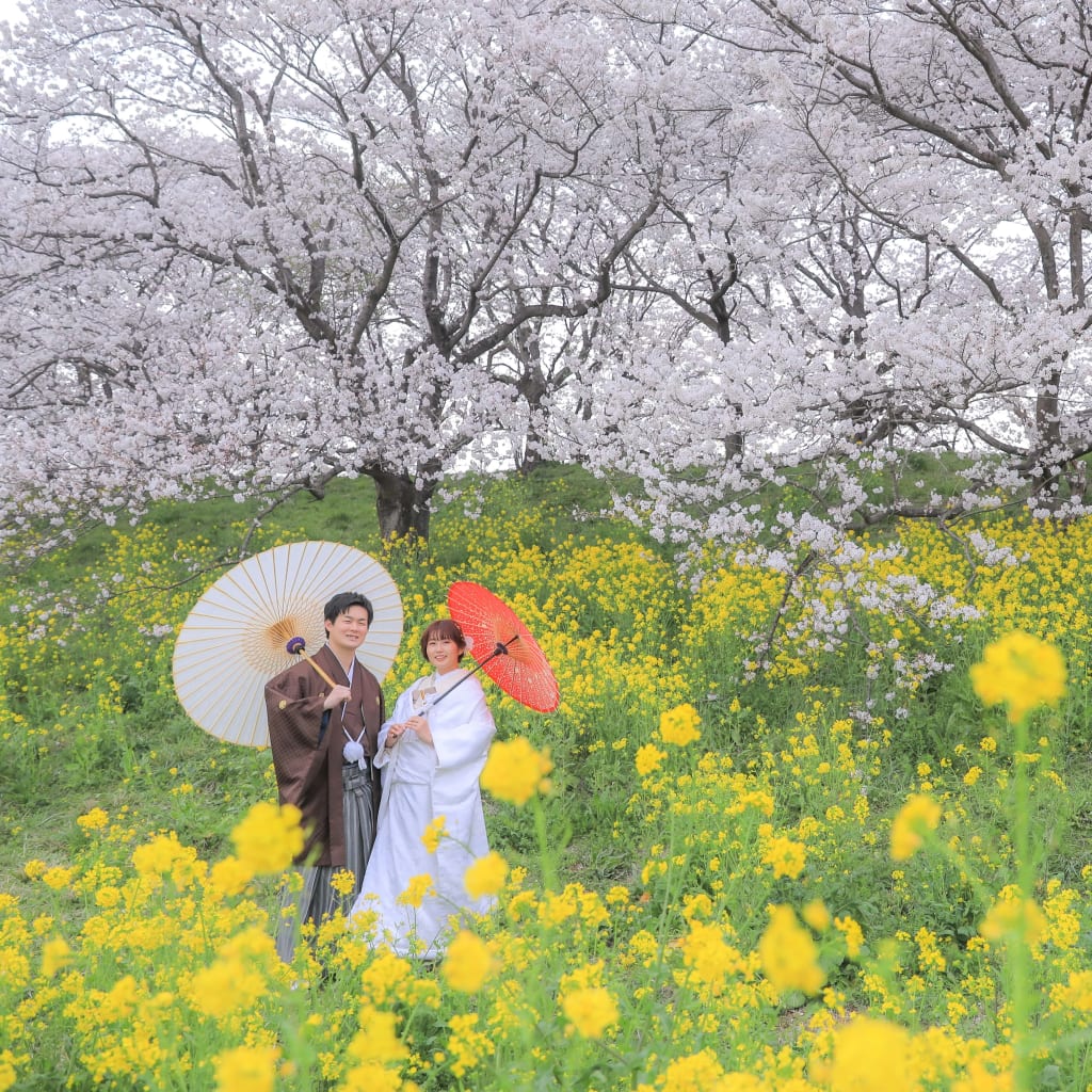 桜撮影🌸残りわずか！！　空き状況のお知らせ📣