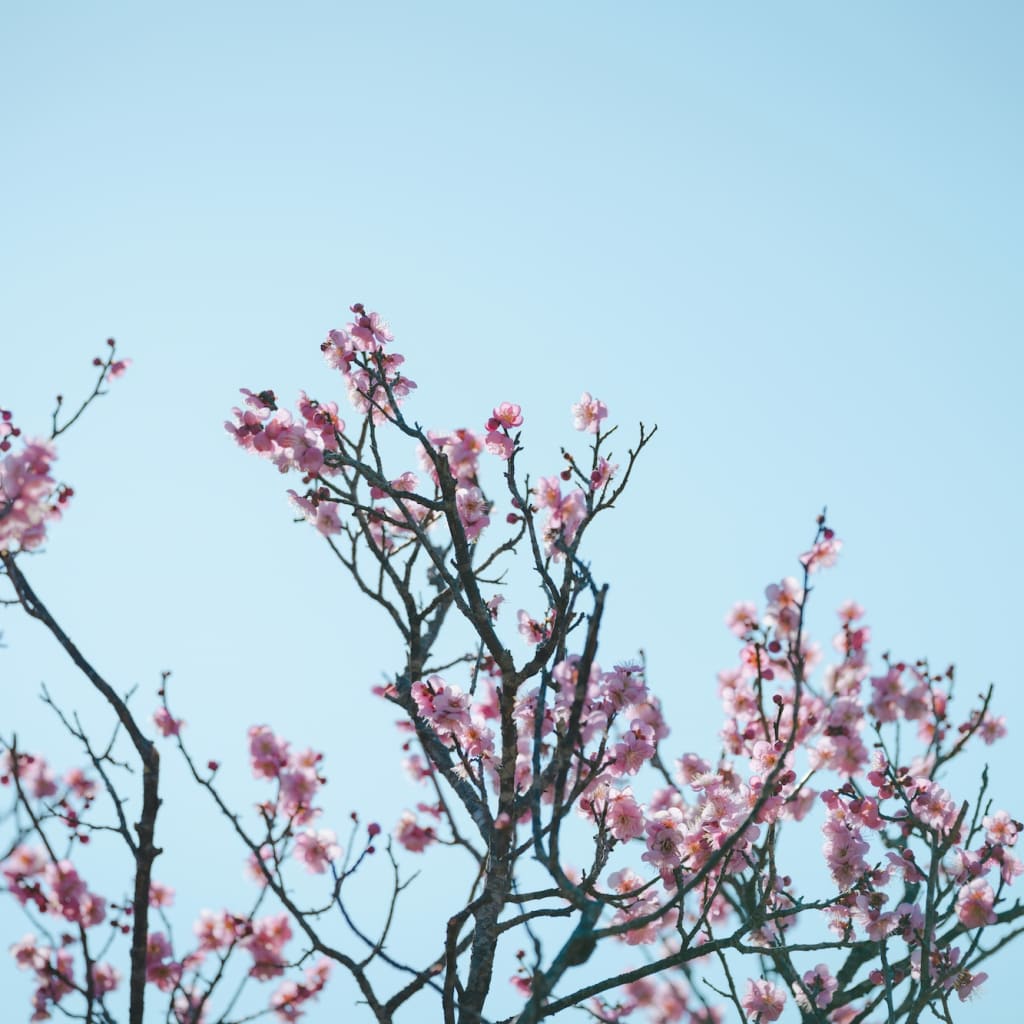 春を先取り　梅ロケーション🌸