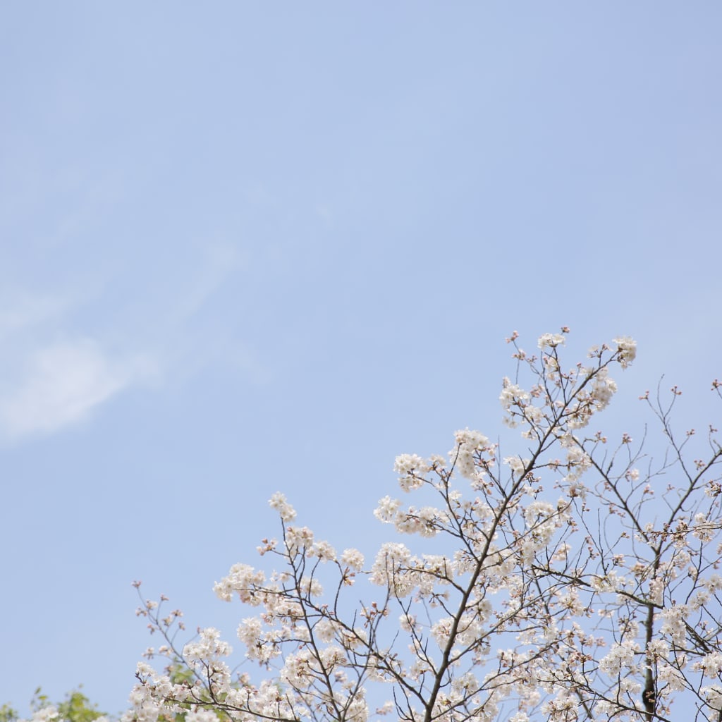 桜ロケ始まりますよー🌸🌸🌸