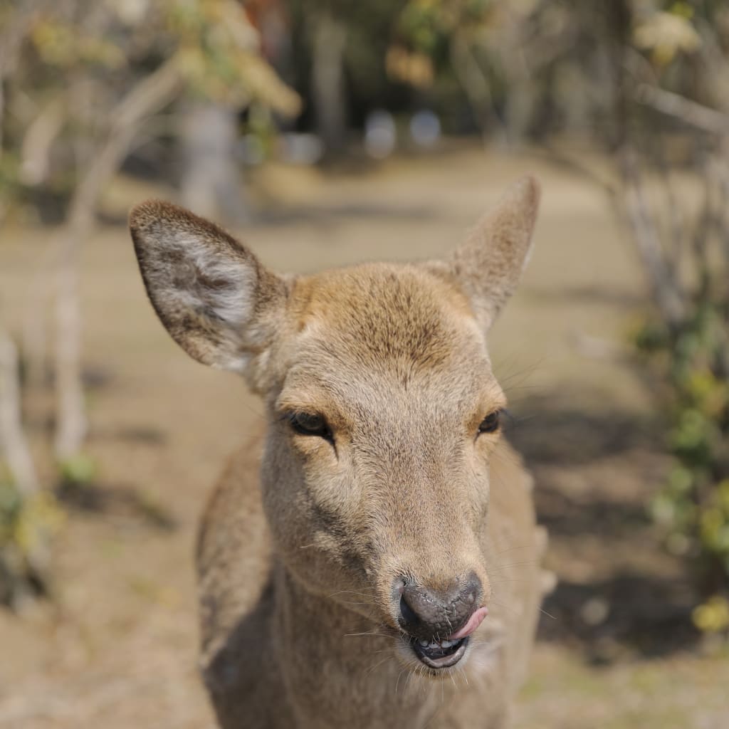 鹿と一緒に🦌