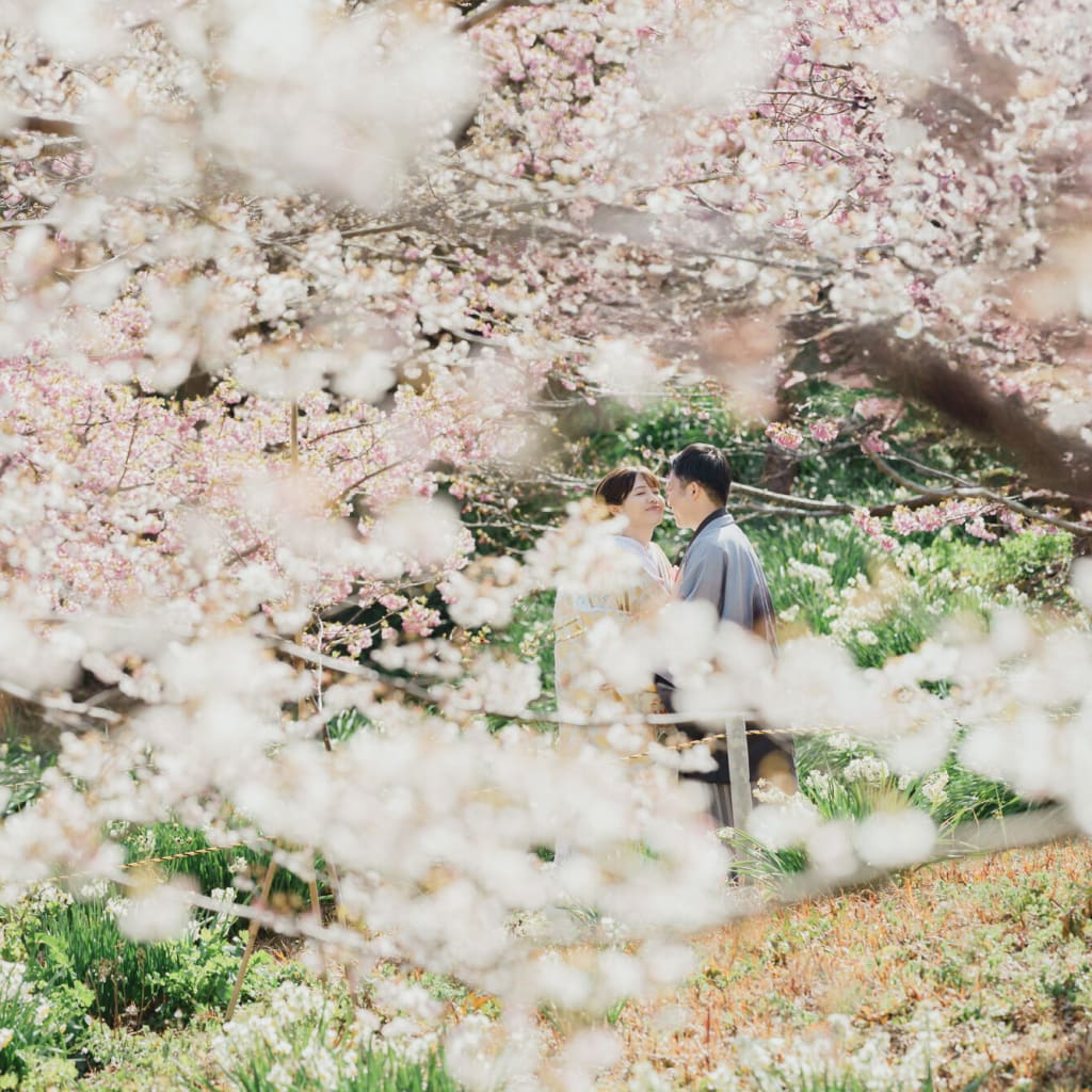  河津桜ロケーション撮影