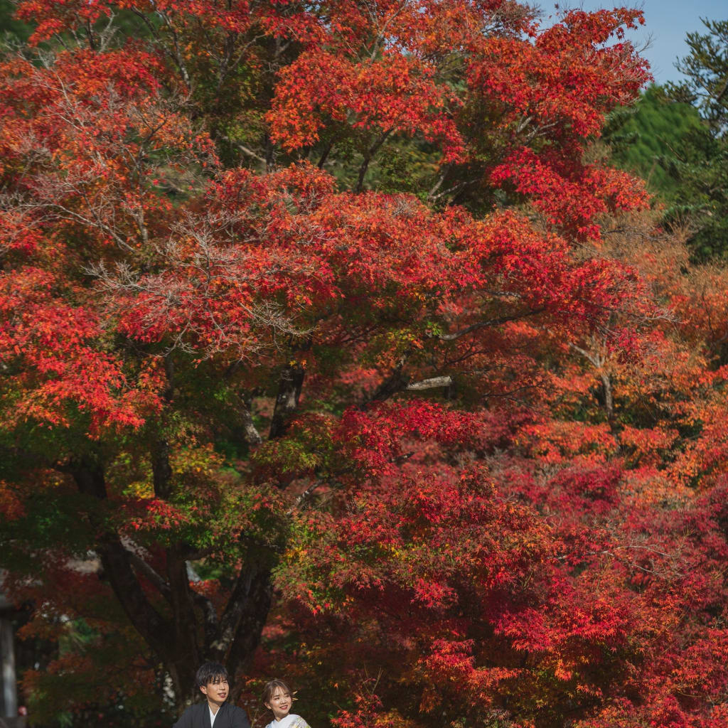 紅葉シーズンが近づいてきました🍁