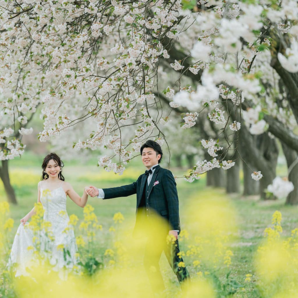 桜と菜の花が重なる、特別な春