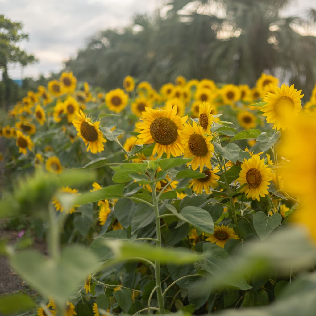 ひまわり　寄り道撮影🌻