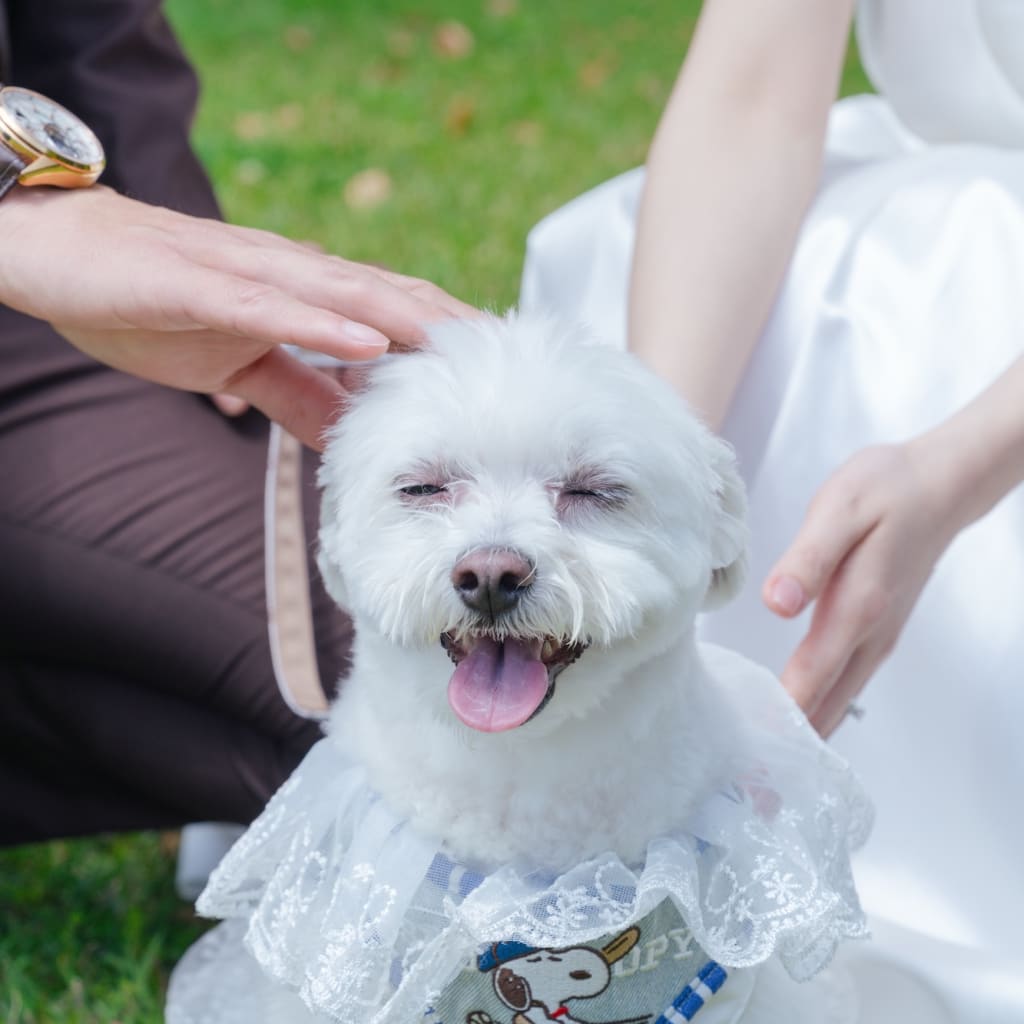 愛犬と叶えるウェディングフォト