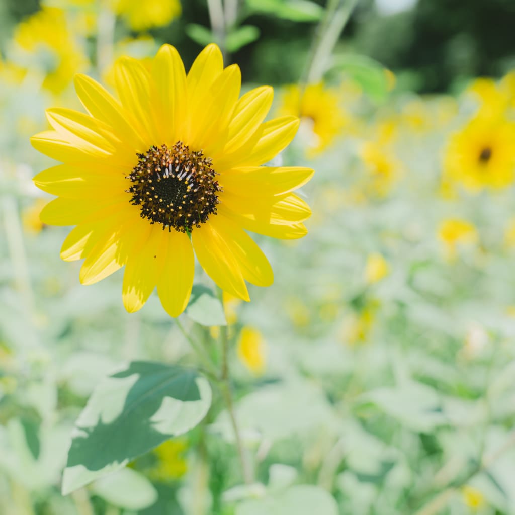 ハーフアップ★