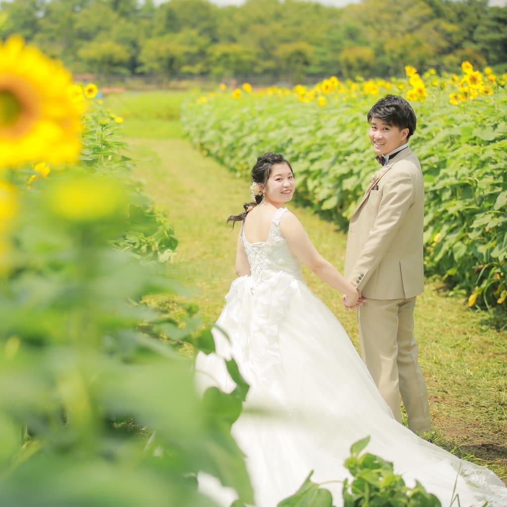 ひまわり畑も開花し始めました！　9月上旬まで可能なお花畑ロケーションフォトも