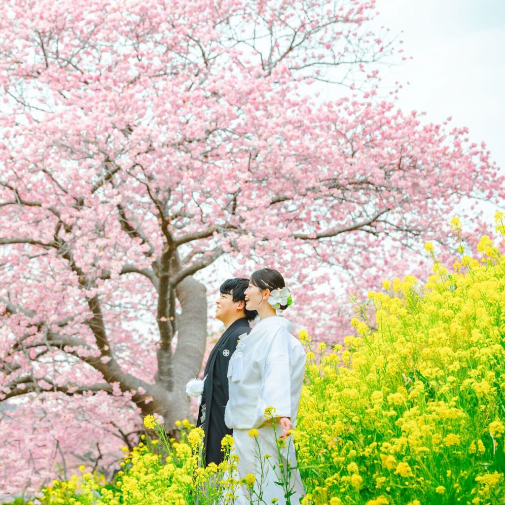 河津桜の季節が近づいてきました！！！桜と菜の花と海と！