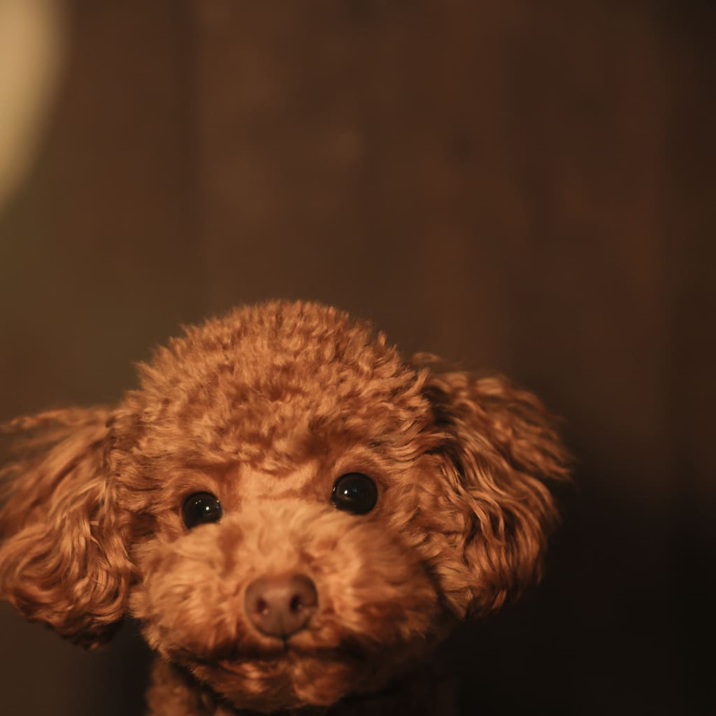 ペット撮影🐶🤎