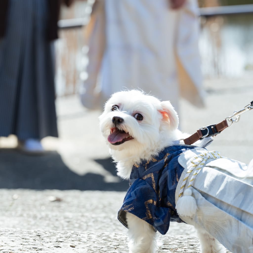 愛犬とウェディングフォト撮影