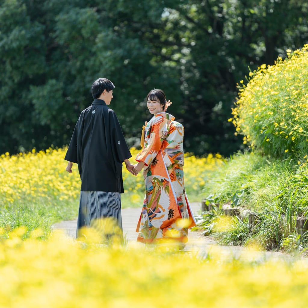 キバナコスモス🌼