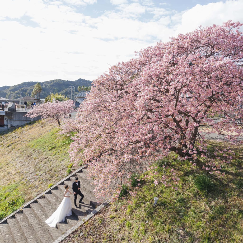 早咲きの桜のもとで【河津桜ロケーション】