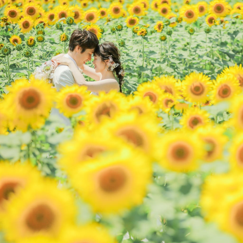 ひまわりいっぱい！！壮大なひまわり畑や、富士五湖での撮影