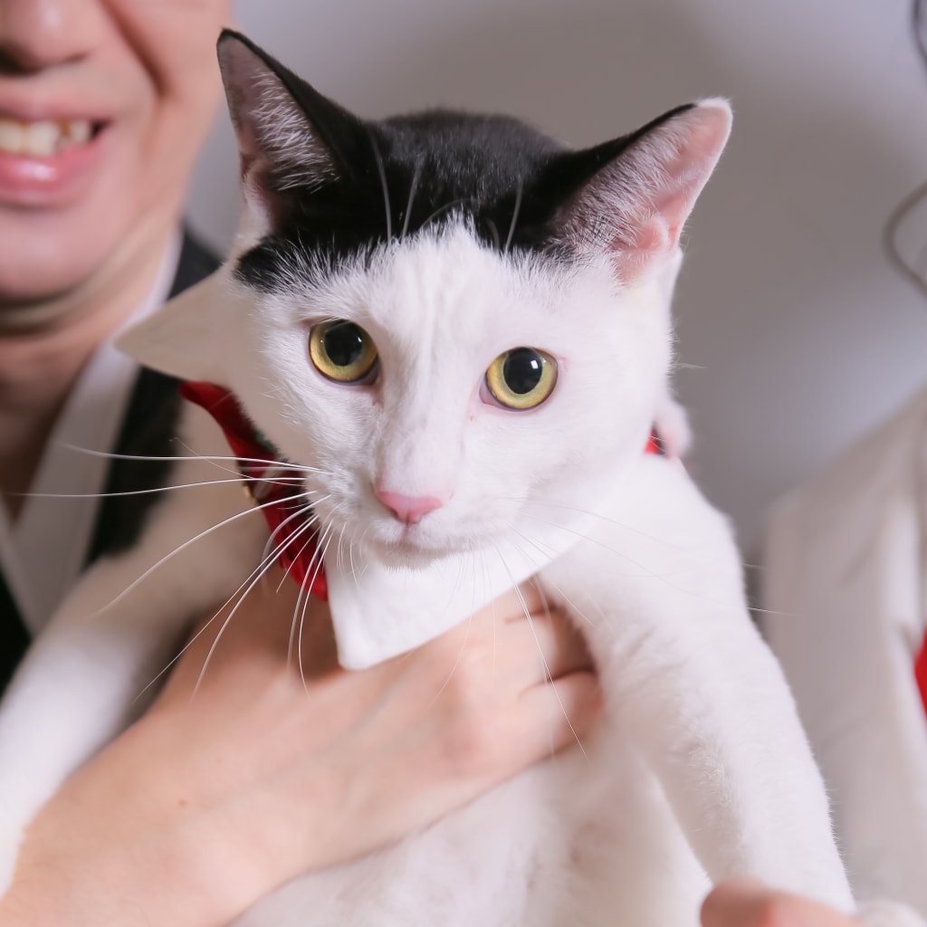  猫ちゃんとの撮影【屋内庭園】