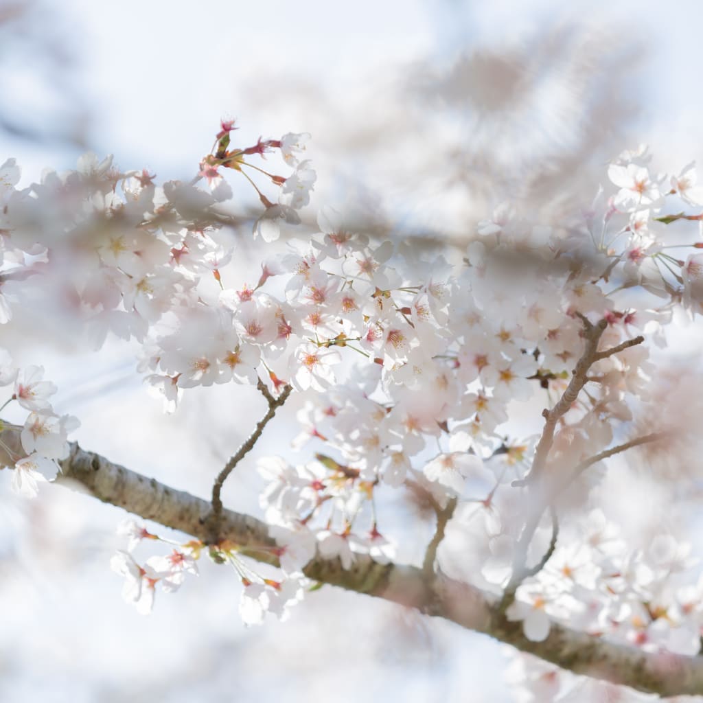 富士周遊プラン、桜の時期の撮影ご予約