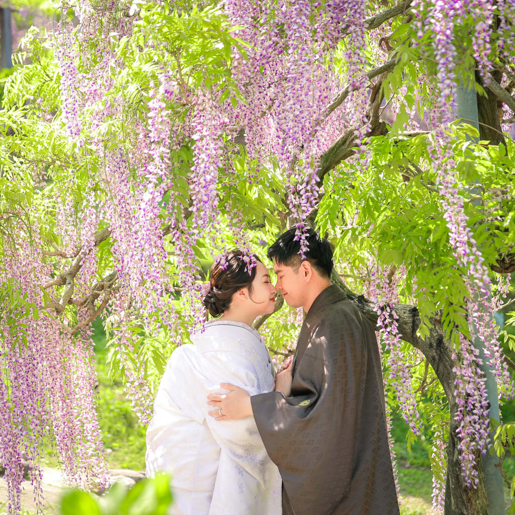 かざはやの里〜藤の花〜