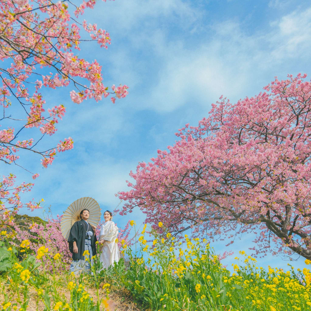 本州で一番早い河津桜