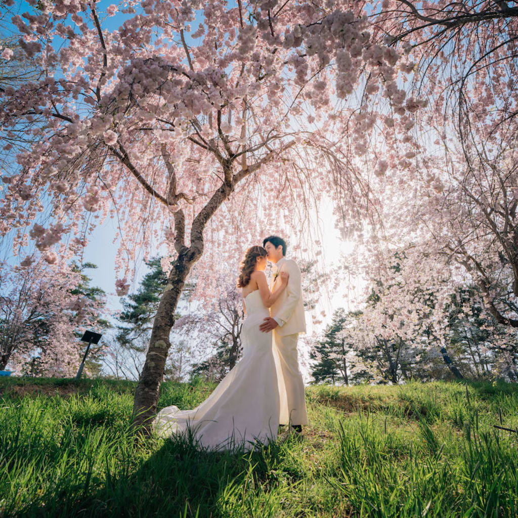 飯綱山公園の桜がおすすめ！