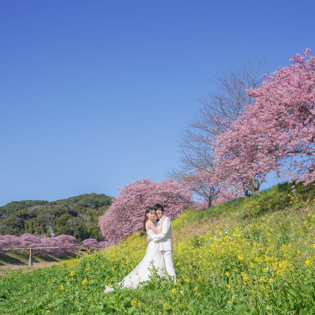 《桜の名所》ご予約受付中！伊豆河津桜ロケーション