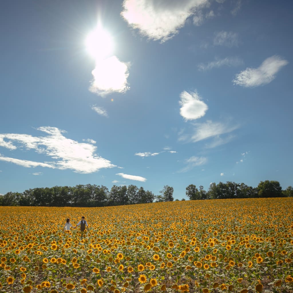 一面ひまわり畑での撮影は思い出になること間違いなし！！！
