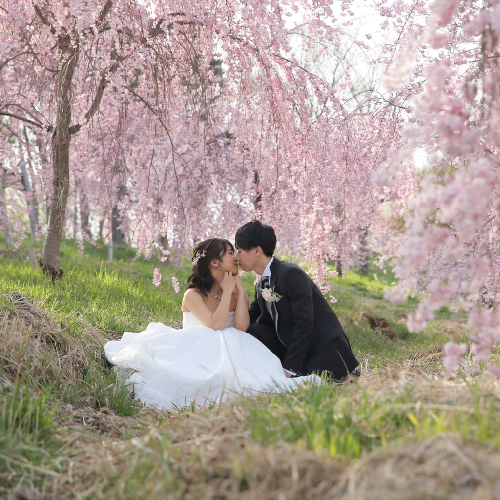 桜撮影のこりわずか！