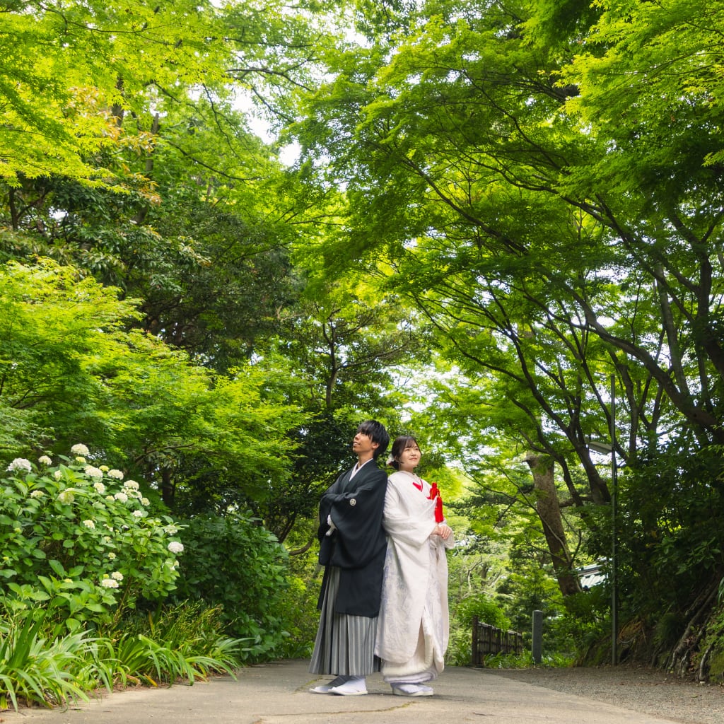 新緑の時期