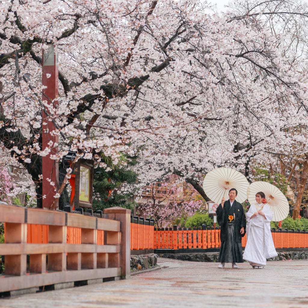 祇園の桜