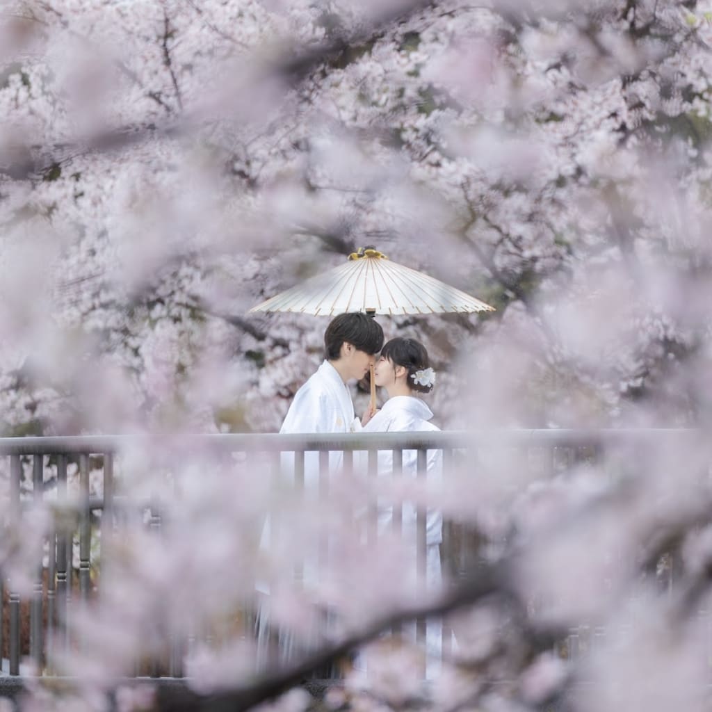 雨が味方してくれた桜ロケーション