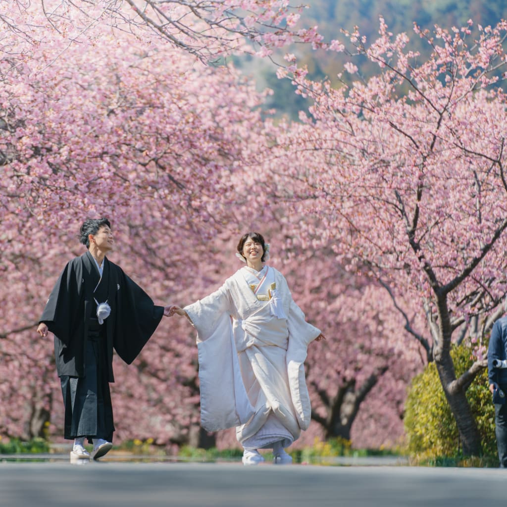 《桜の名所》ご予約受付中！伊豆河津桜ロケーション