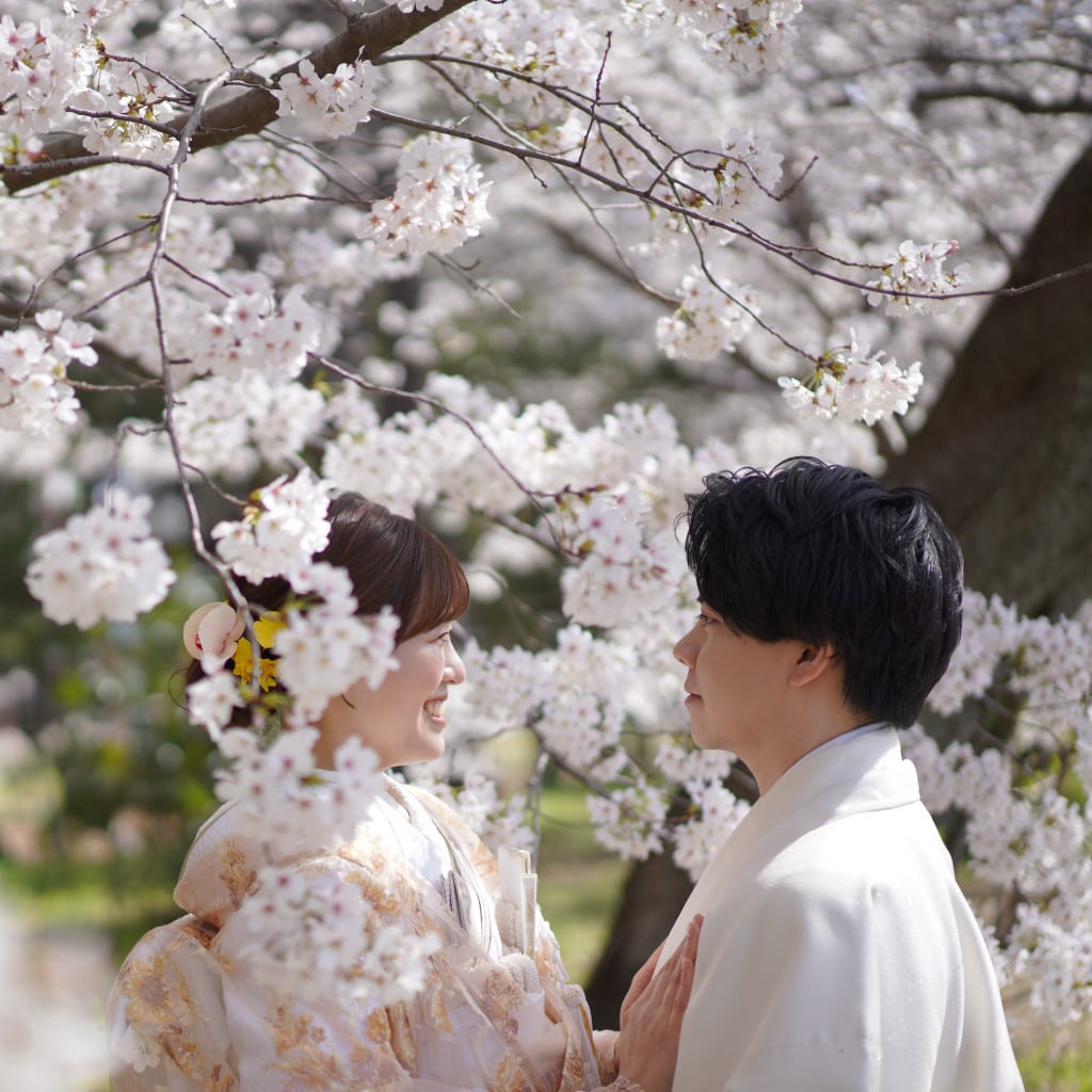 舞鶴桜ロケ🌸
