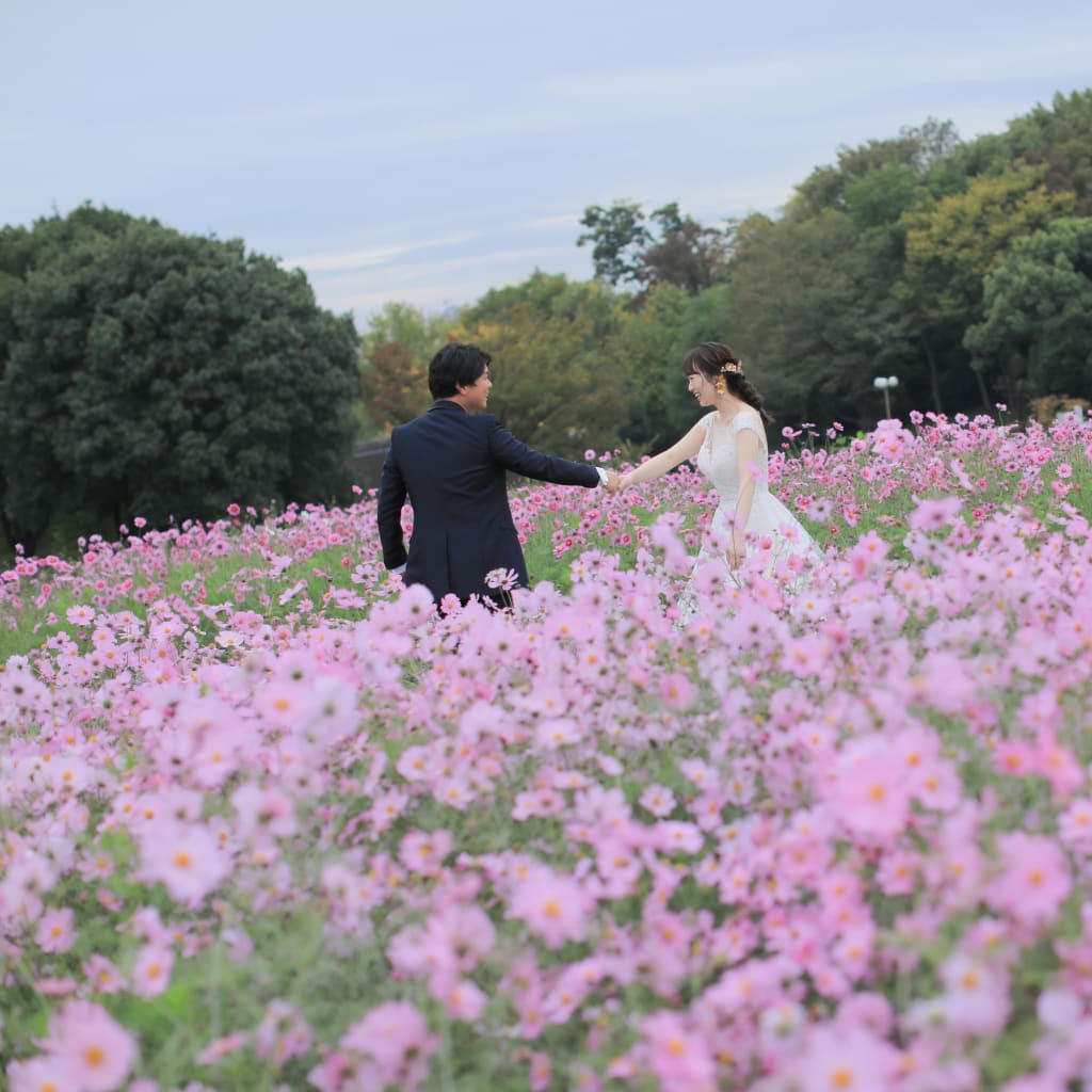 コスモスシーズン予約受付中🌸