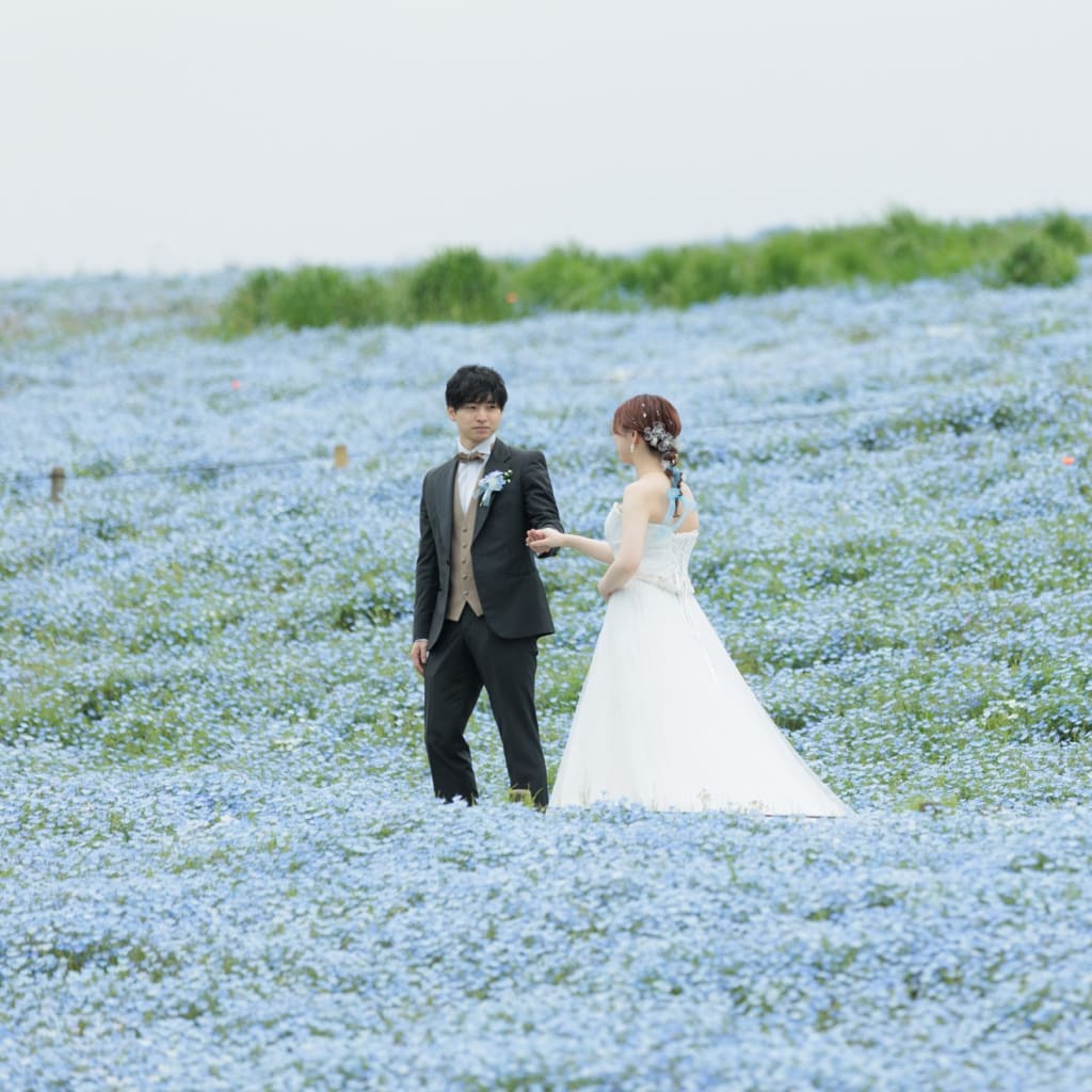 ネモフィラのご予約受付中です！