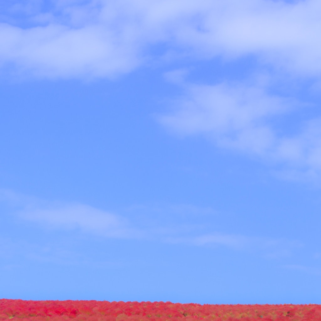 ひたち海浜公園の秋シーズン受付中です☆