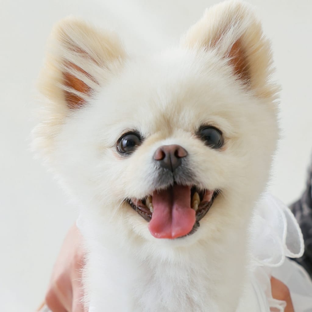 わんちゃん&ケーキ🍰🐕 | デコルテフォトグラフィー | 前撮り・フォトウェディング