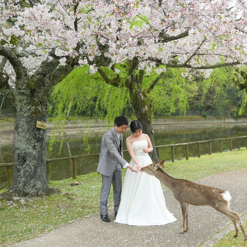 【洋装：奈良公園】桜と鹿と