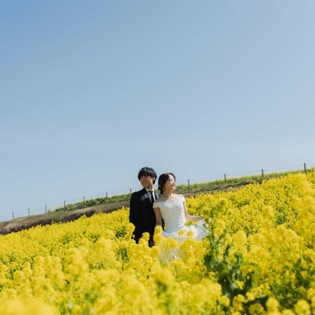 菜の花畑ロケーション