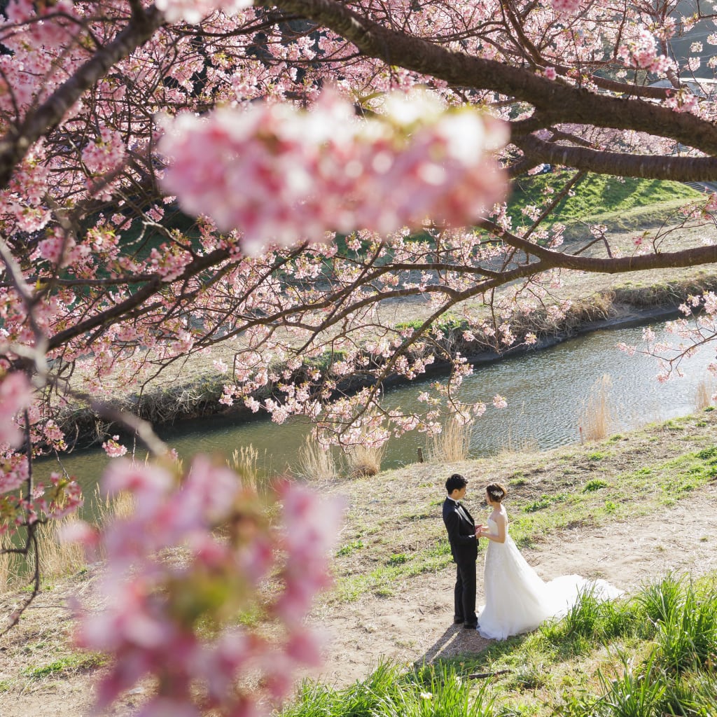 南伊豆の河津桜並木【和装＆洋装両方撮れます！】